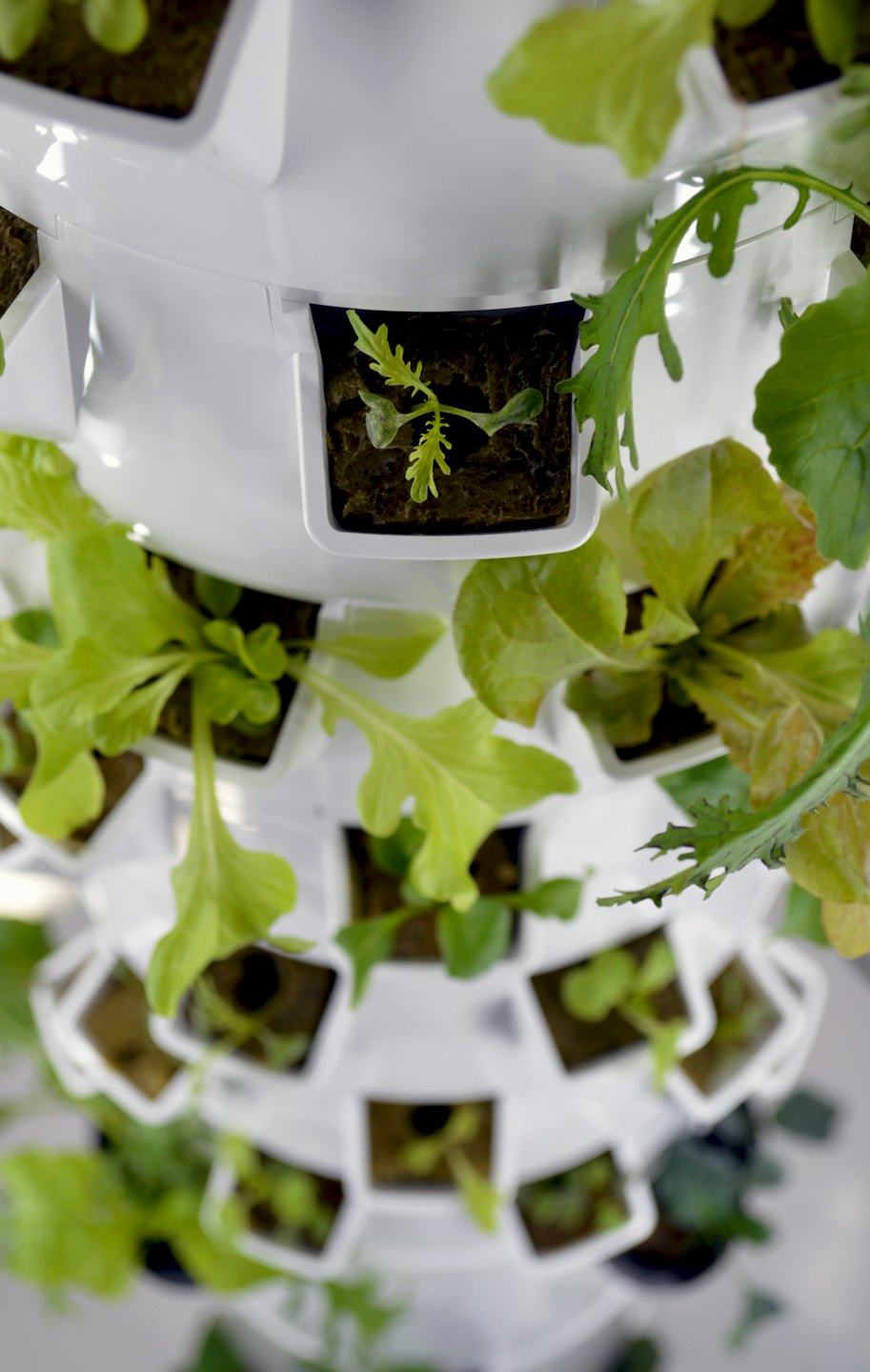 Junger Salat und Rucola wachsen in einem weißen vertikalen Hydroponikgarten.